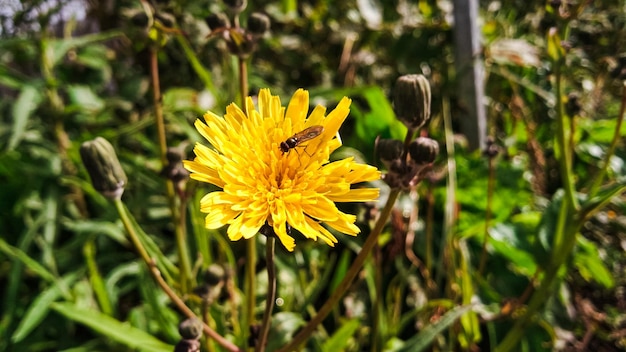 A bee is perched on a yellow dandelion flower