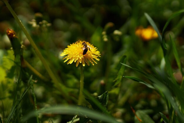 A bee is sitting on a dandelion dandelions on a sunny spring day