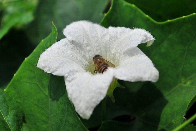 ミツバチが花から蜜を吸っている