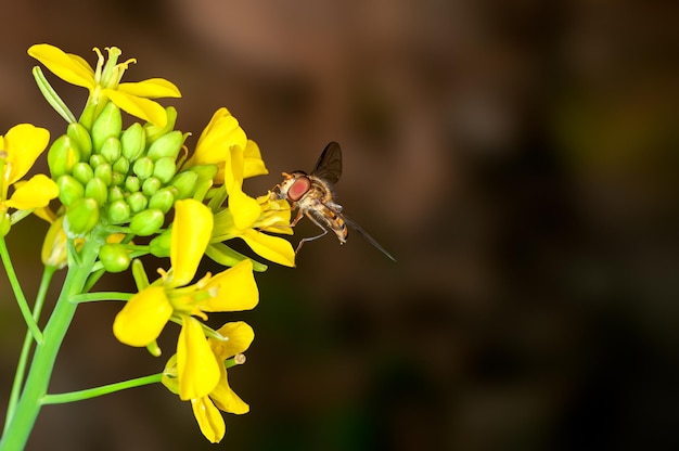 写真 ミツバチはからしの花から蜜を吸っています