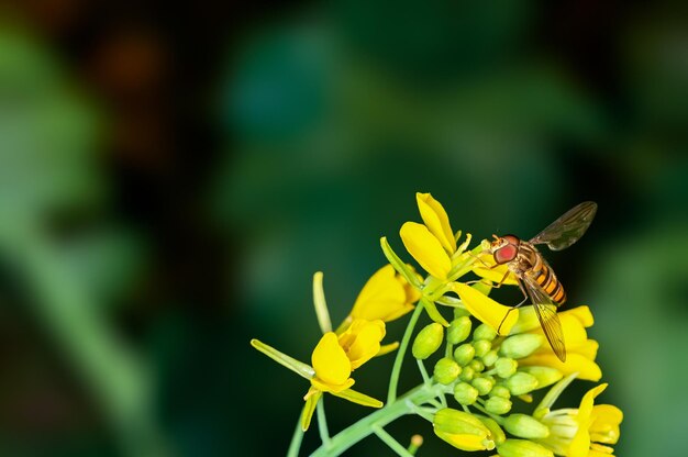 ミツバチはからしの花から蜜を吸っています