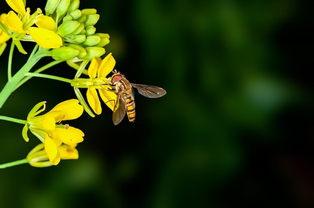 ミツバチはからしの花から蜜を吸っています