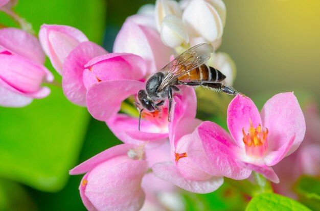 The bee is sucking sweet nectar from pink pollen.