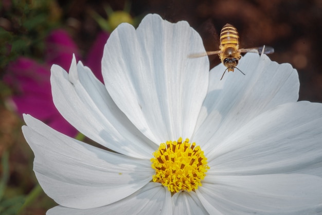 Bee is working for sweet from cosmos flower