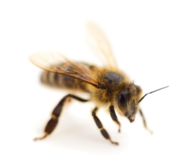 Bee isolated on white background