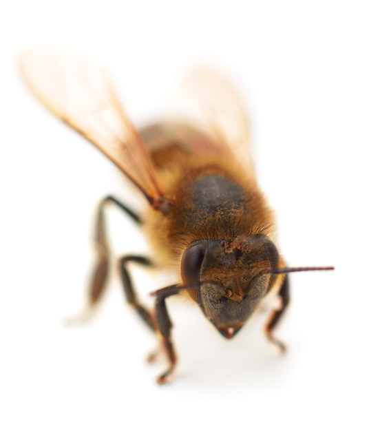 Bee isolated on white background