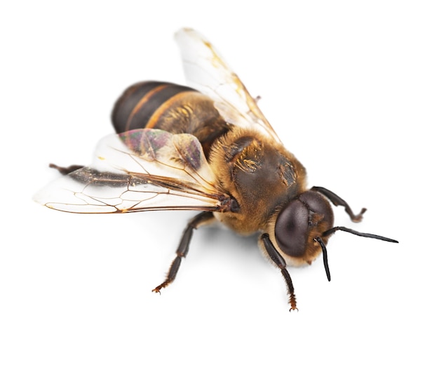 Bee isolated on the white background