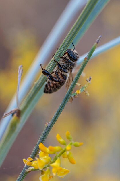 Bee in its natural environment