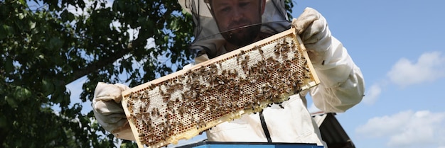 Bee keeper in uniform standing holding honeybee frame near beehive Male beekeeper working with honeybee frames in sunny day