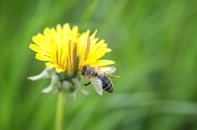 A bee lands on a yellow dandelion flower