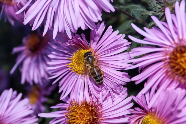 L'ape (lat. anthophila) raccoglie nettare e polline dai fiori dell'astro perenne. autunno