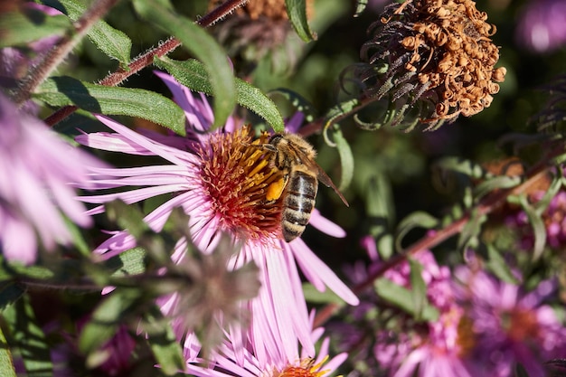 Photo the bee lat anthophila collects nectar and pollen from the flowers of the perennial aster