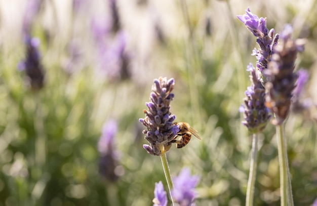 Bee on a lavender flower Closeup view of a bee pollinating a lavender blossom