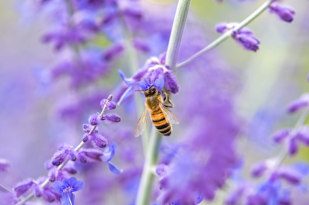 A bee on a lavender flower