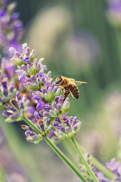 Пчела на цветах лаванды
