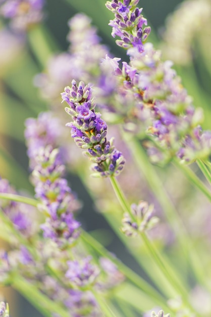 Bee on lavender flowers