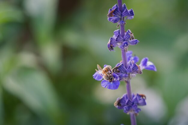 Bee looking for nectar of purple lavender flowers. Animal concept