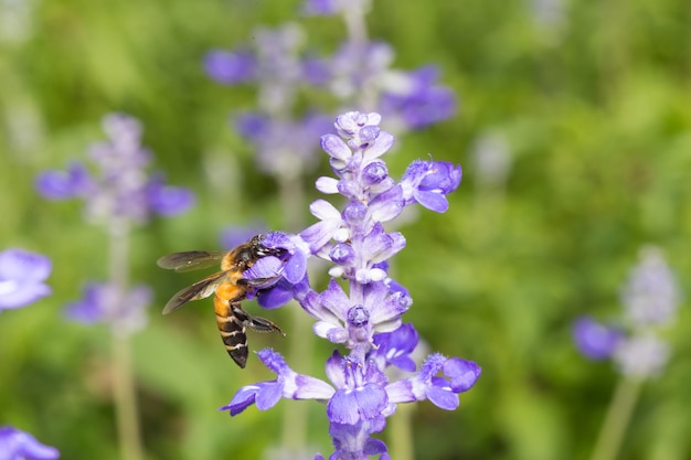 蜜蜂を探しているミツバチ