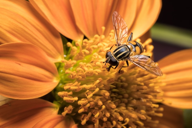 Bee met oranje bloemen