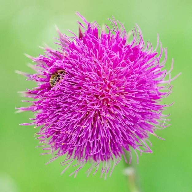 オオアザミの蜂（Silybum Marianum）。浅い被写界深度。閉じる。大きい。