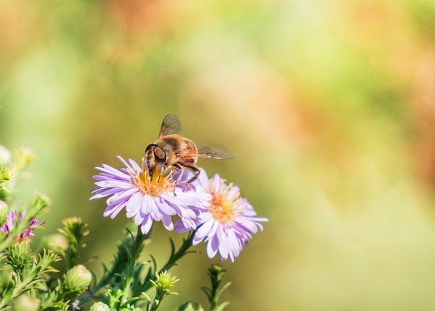 Photo bee moving from flower to flower pollinating as it goes