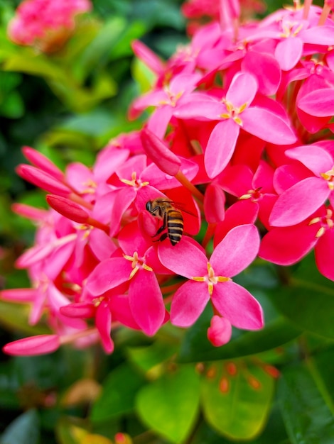 Bee on needle flower in the garden