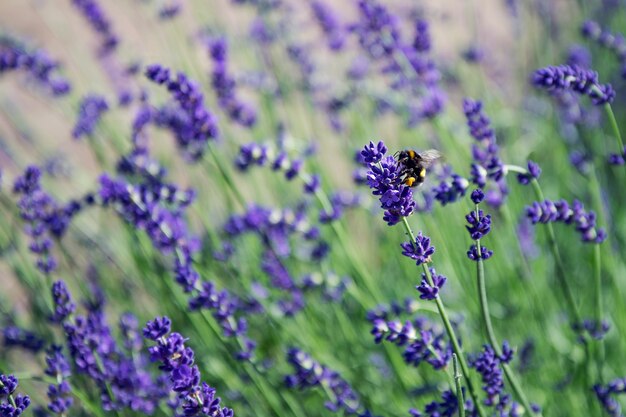 Bee omcirkelt een lavendelbloem in een lavendelveld