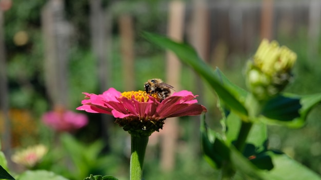 写真 花に蜂