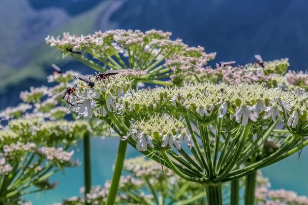 写真 花の上のミツバチ