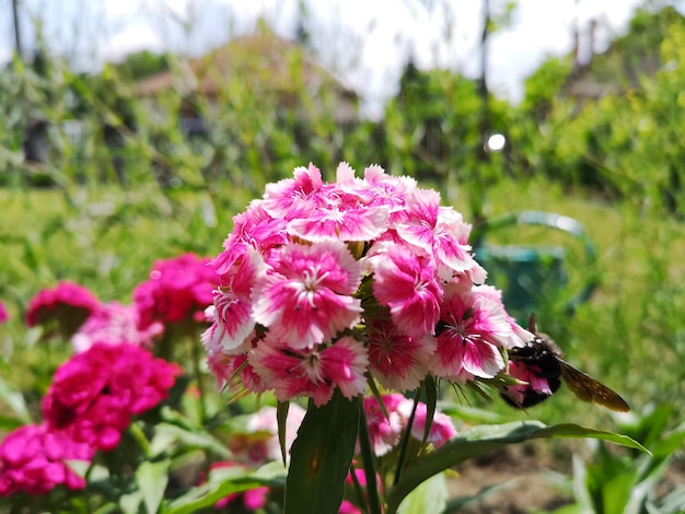 写真 ピンクと白の花に蜂。サマータイム。背景がぼやけています。