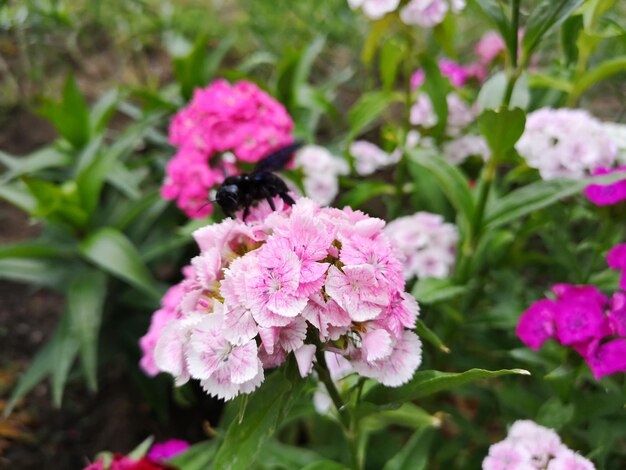 写真 ピンクと白の花に蜂。サマータイム。背景がぼやけています。