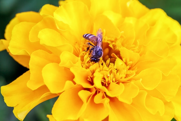 写真 黄色の花に蜂、多層の花びら