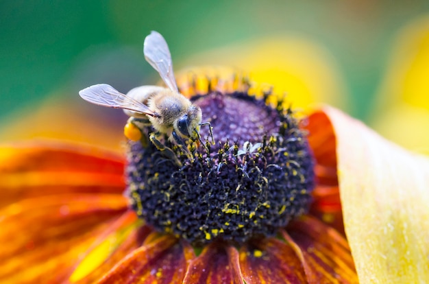 Bee op Black-Eyed Susan