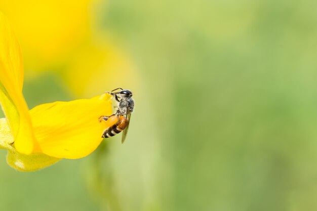 Bee op bloem