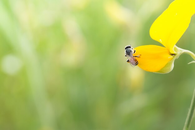 Bee op bloem