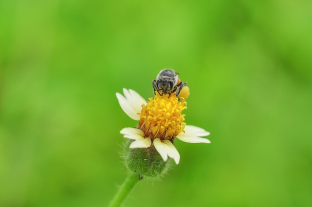 Bee op een bloem in het veld