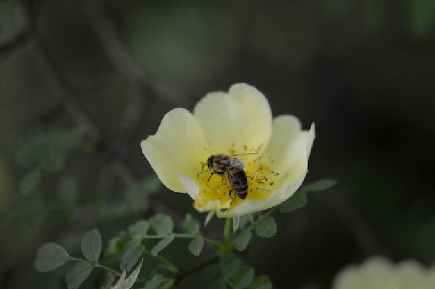 Bee op een gele wilde roos bloem close-up bijen werken