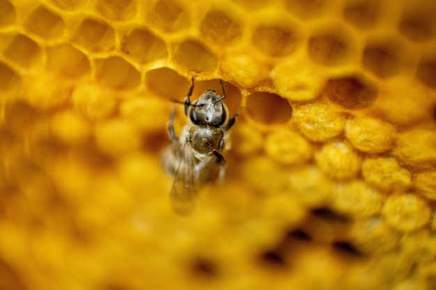 Bee op een honingraat