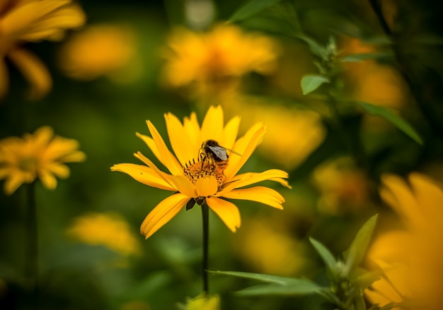 Bee op een mooie bloem close-up.