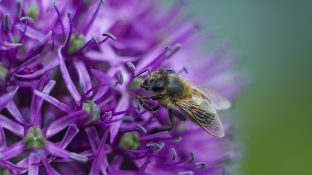 Bee op een paarse bloem