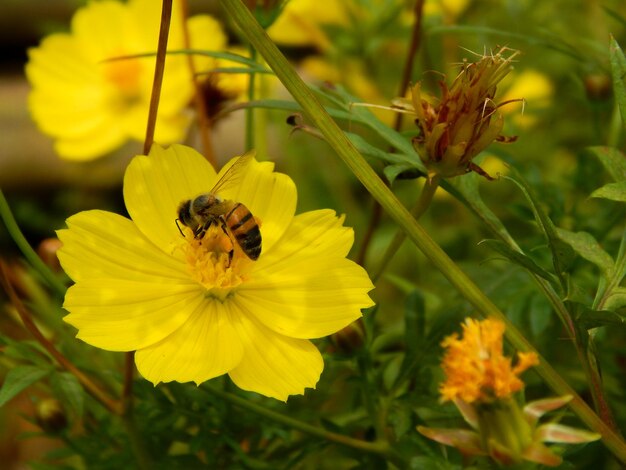 Bee op gele bloem