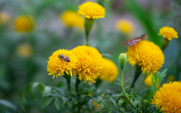 Bee op gele bloem