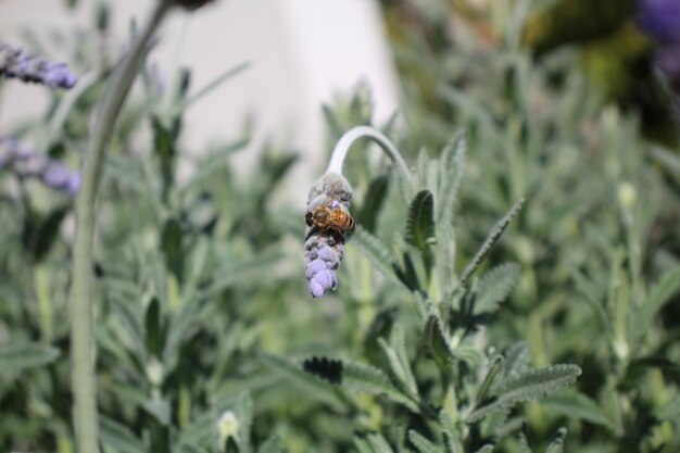 Bee op Lavendar