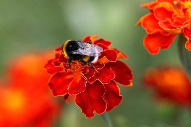 オレンジ色のマリーゴールドの花に蜂