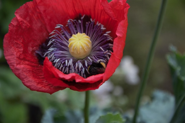 Photo bee in oriental poppy