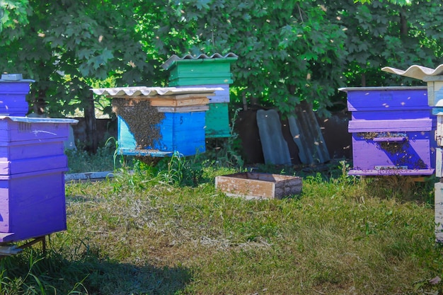 Bee pasika in the countryside