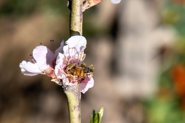 Bee on a peach blossom in spring closeup of photo