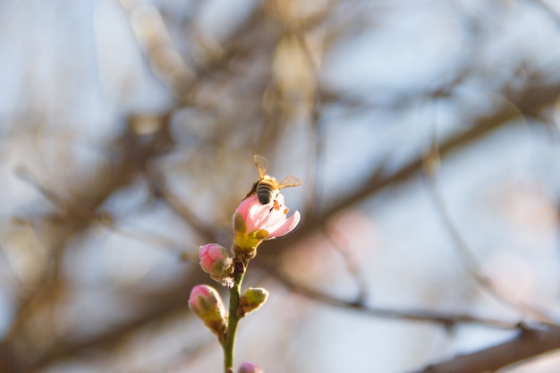 Ape sui fiori di pesco in primavera