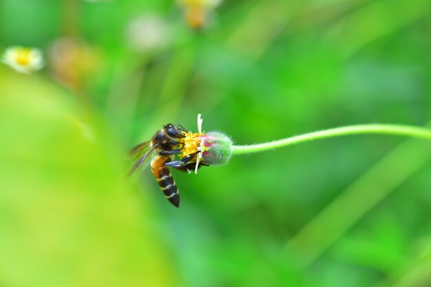 a Bee perched on the beautiful flower