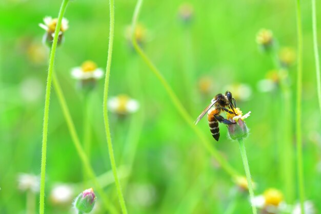 美しい花の上に座っている蜂